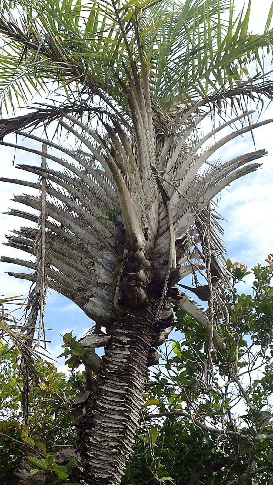 Syagrus coronata (Mart.) Becc.