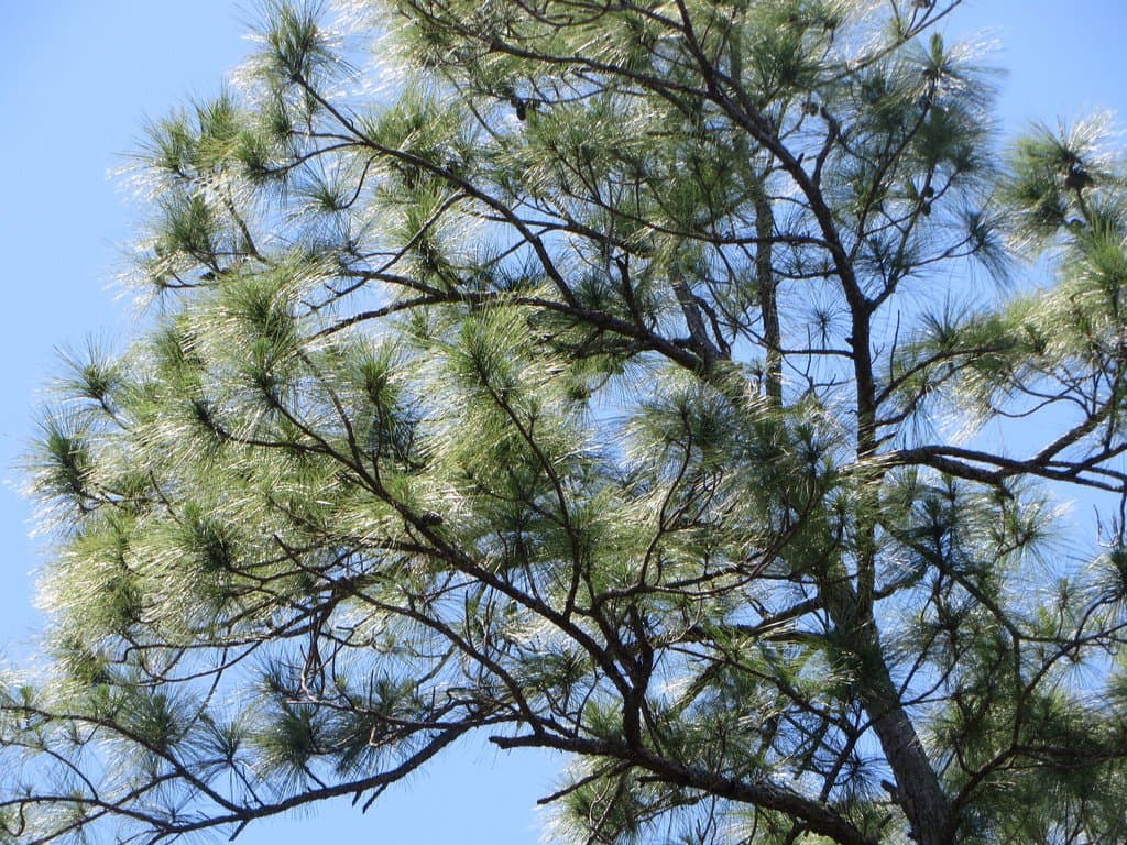 Pinus caribaea Morelet
