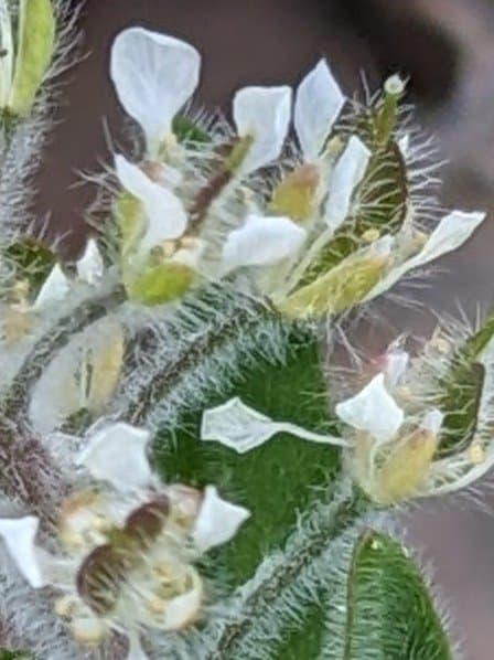 Lepidium hirtum (L.) Sm.