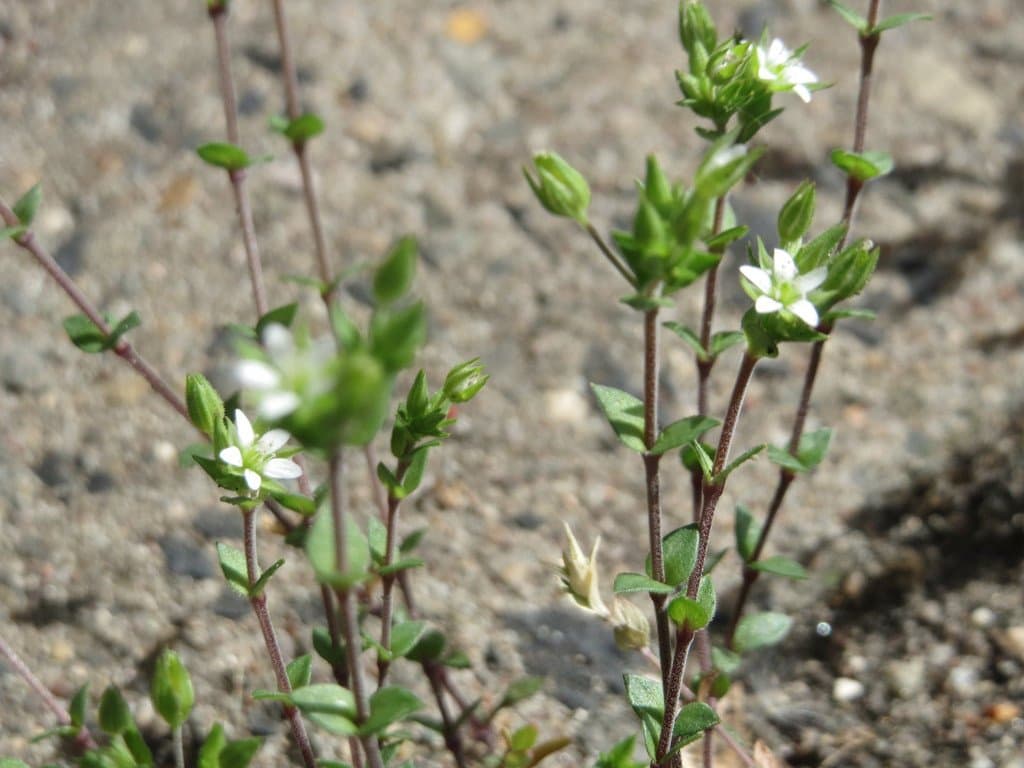 Arenaria serpyllifolia L.