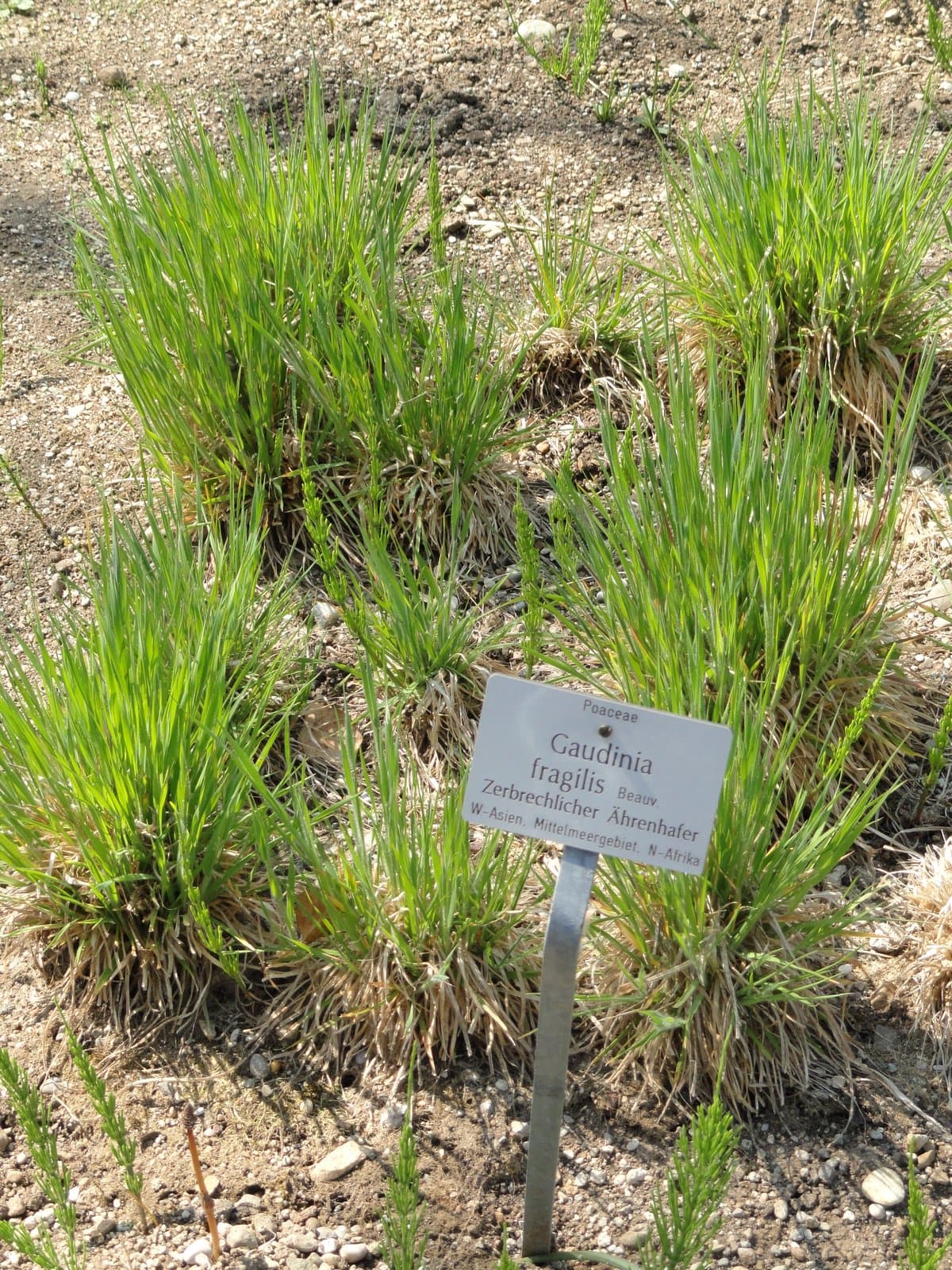 Gaudinia fragilis (L.) P.Beauv.