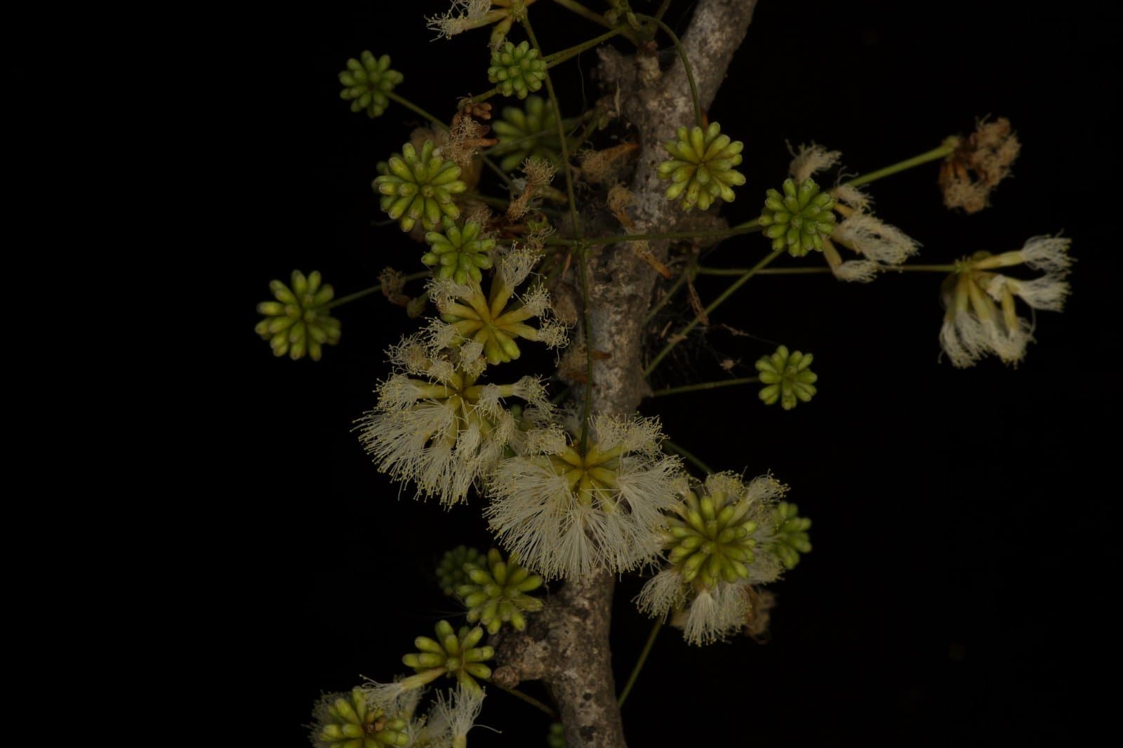 Havardia campylacantha (L.Rico & M.Sousa) Barneby & J.W.Grimes