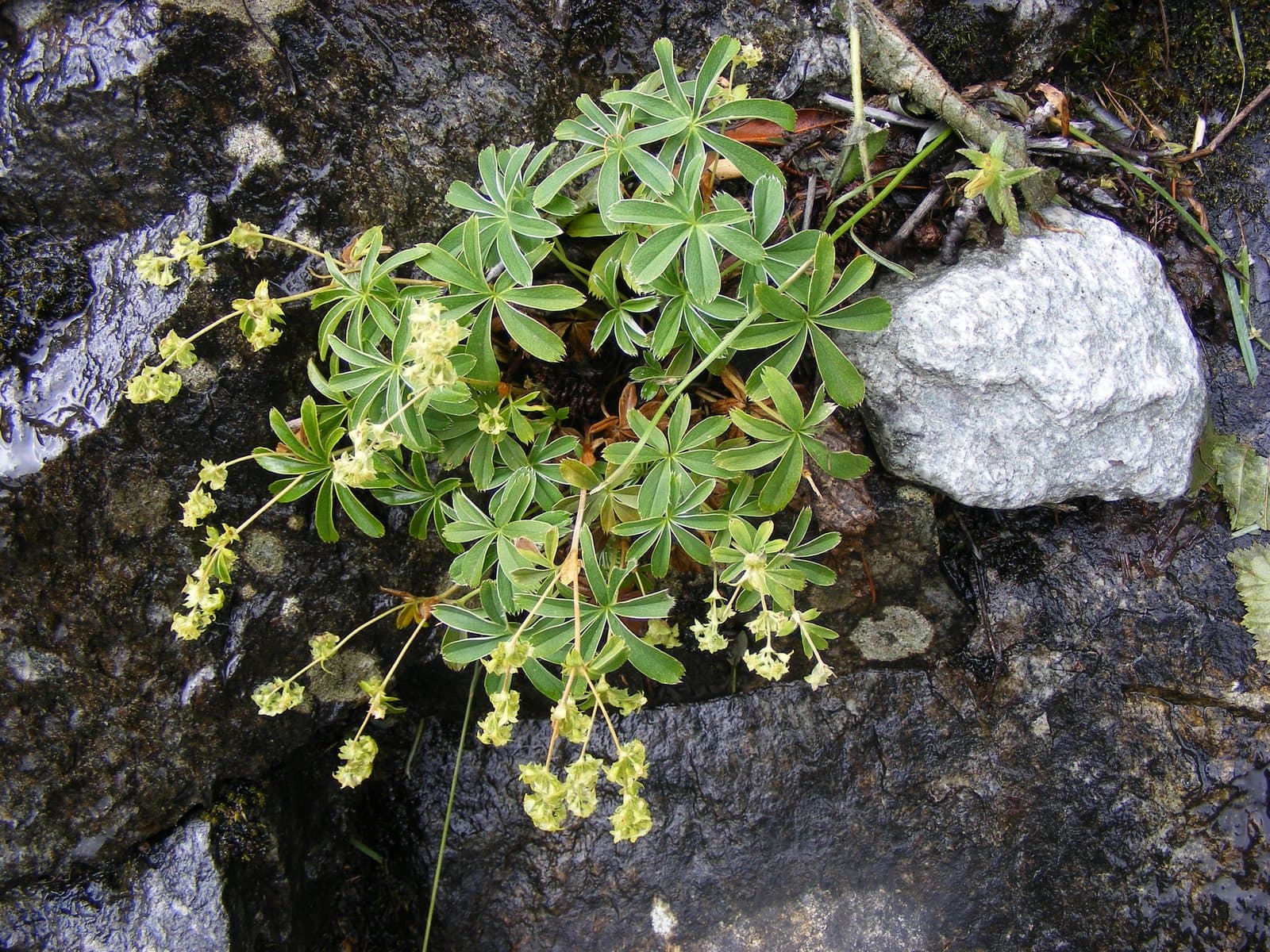 Alchemilla alpigena Buser