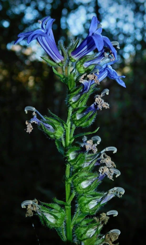 Lobelia siphilitica L.