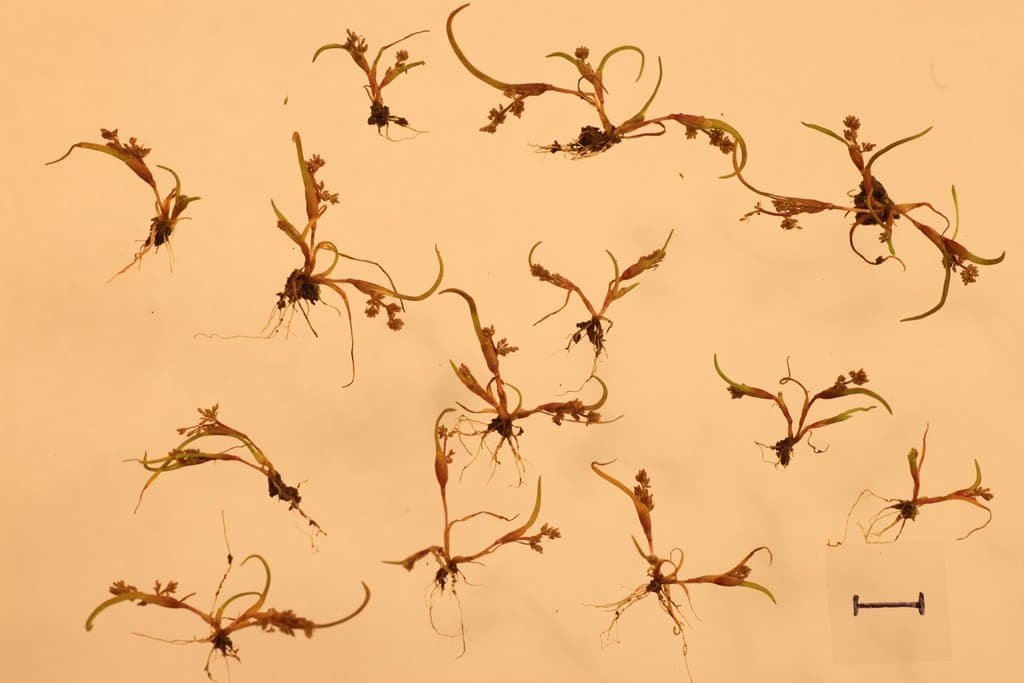 Coleanthus subtilis (Tratt.) Seidel ex Roem. & Schult.