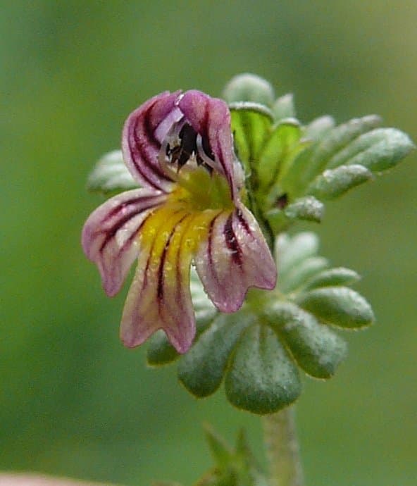 Euphrasia hirtella Jord. ex Reut.