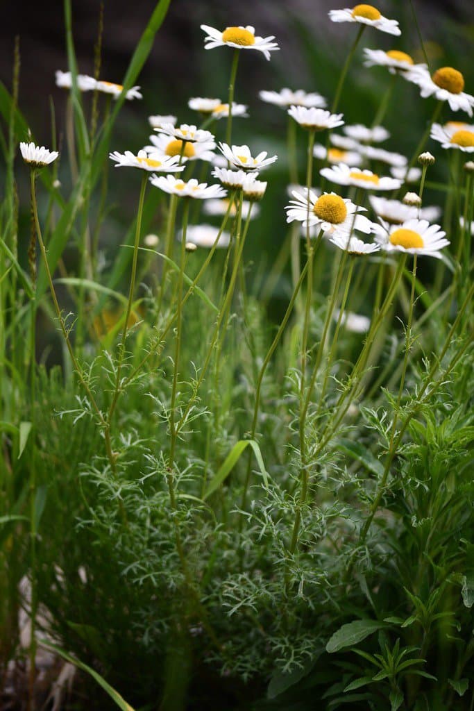 Leucanthemum delarbrei Timb.-Lagr.
