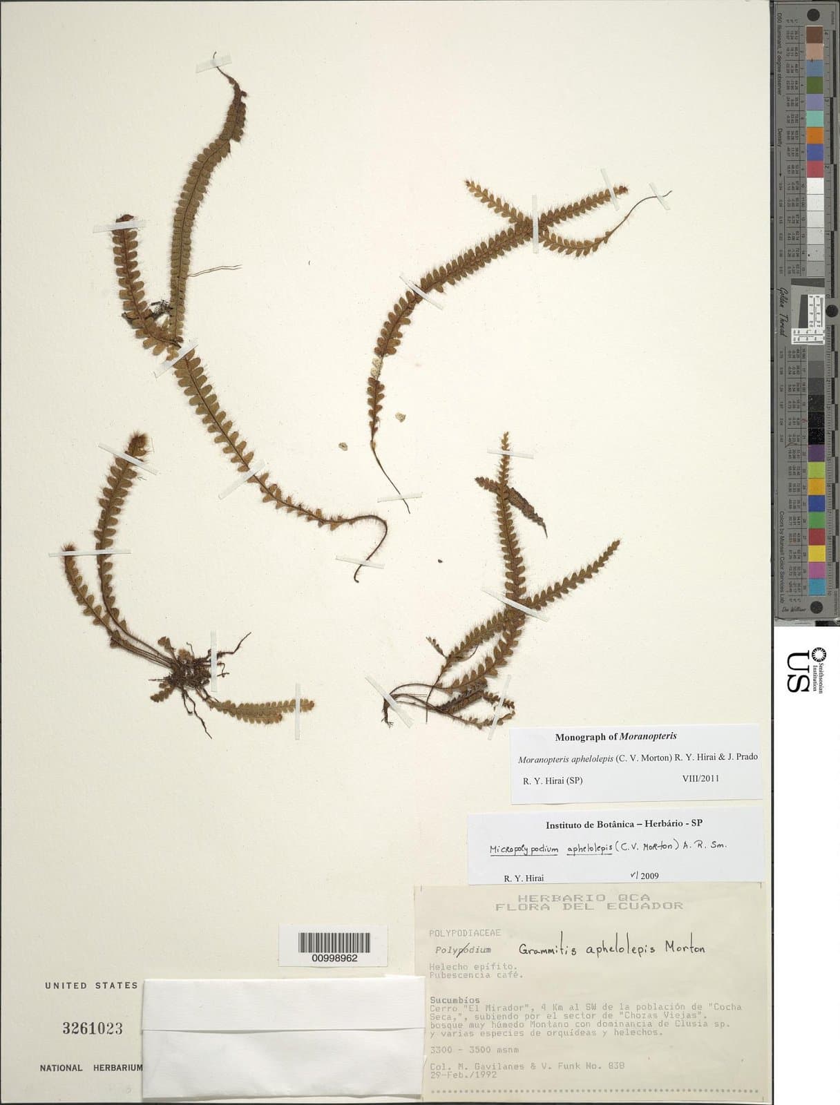 Moranopteris aphelolepis (C.V.Morton) R.Y.Hirai & J.Prado