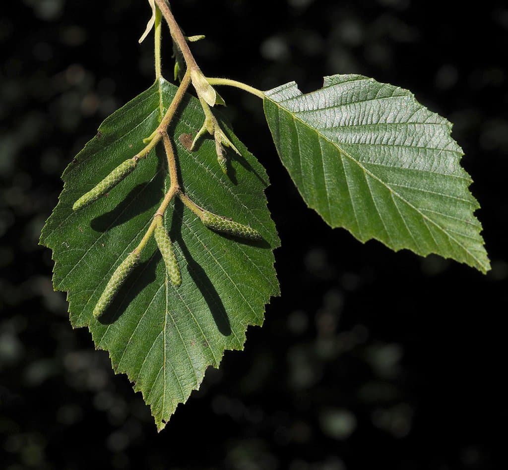 Alnus incana (L.) Moench