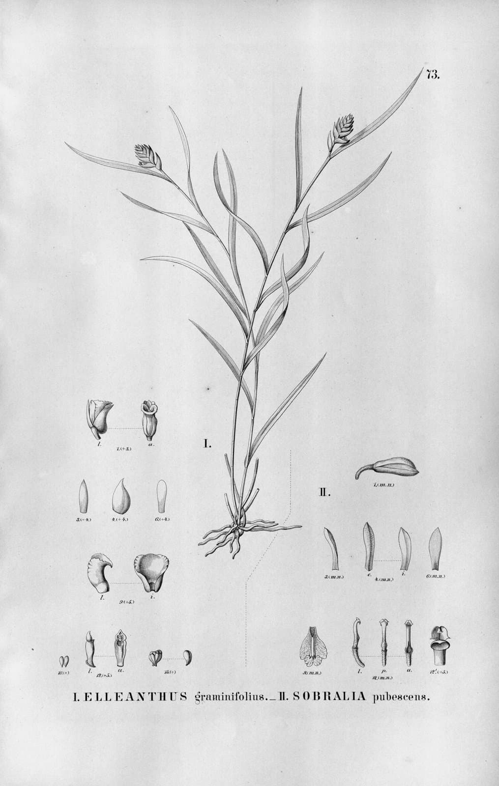 Elleanthus graminifolius (Barb.Rodr.) Løjtnant
