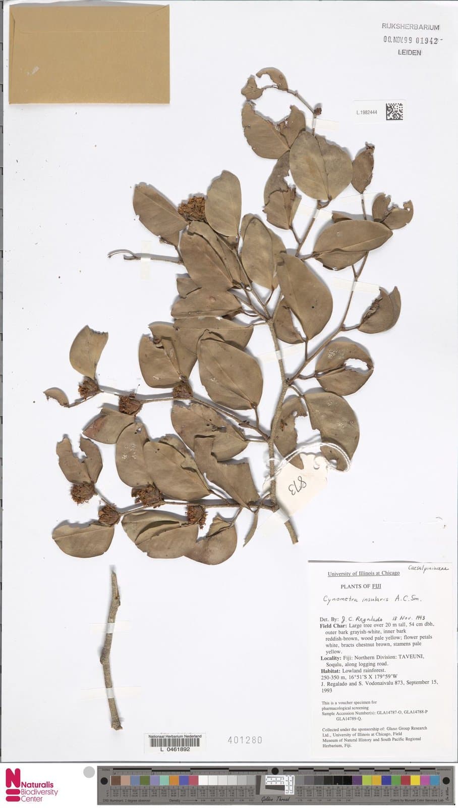 Cynometra insularis A.C.Sm.