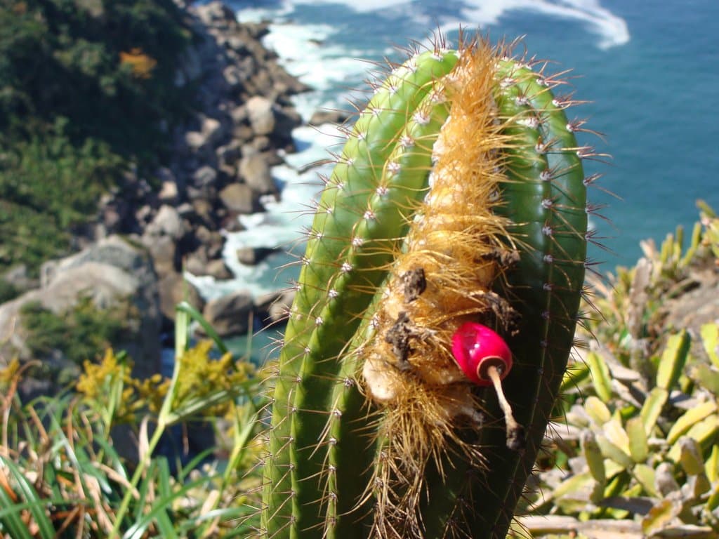 Coleocephalocereus fluminensis (Miq.) Backeb.