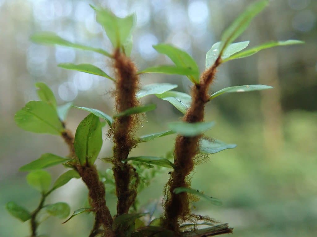 Rhizomnium magnifolium (Horik.) T.J.Kop.
