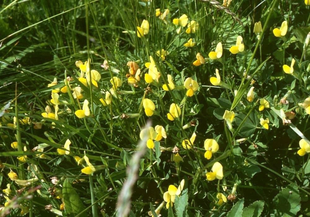 Lotus maritimus L.