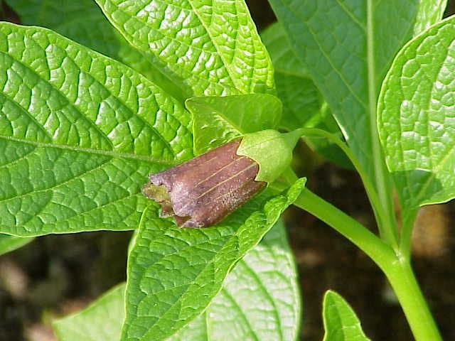 Scopolia carniolica Jacq.
