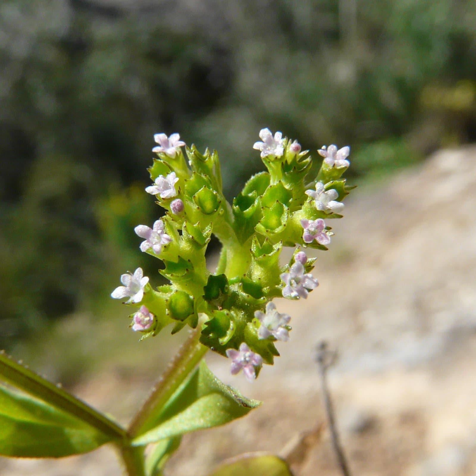 Valerianella eriocarpa Desv.