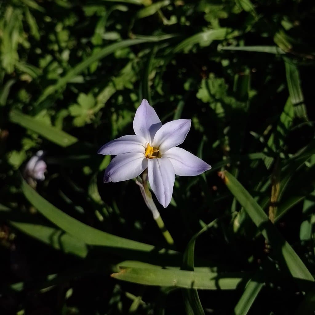 Ipheion uniflorum (Graham) Raf.