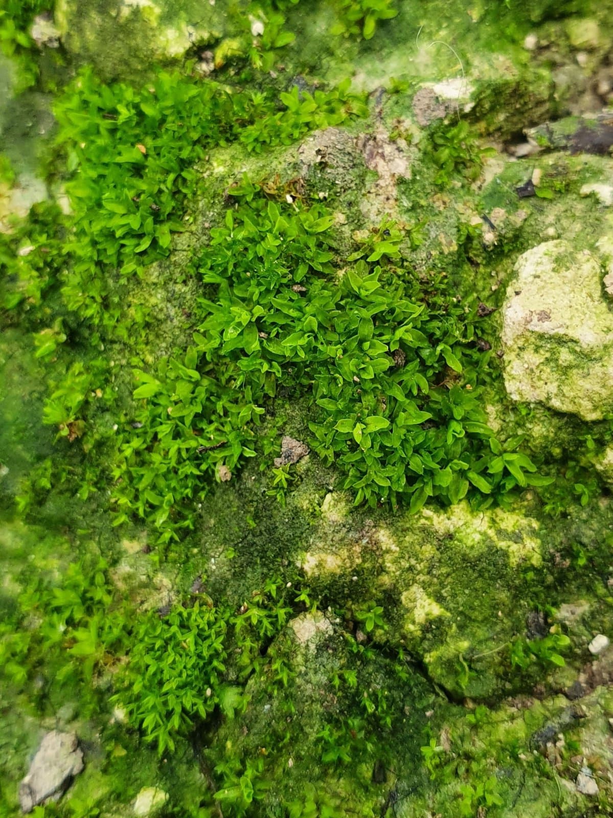 Tortula vahliana (Schultz) Mont.
