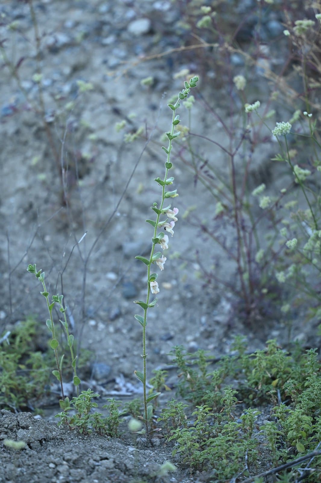Howelliella ovata (Eastw.) Rothm.