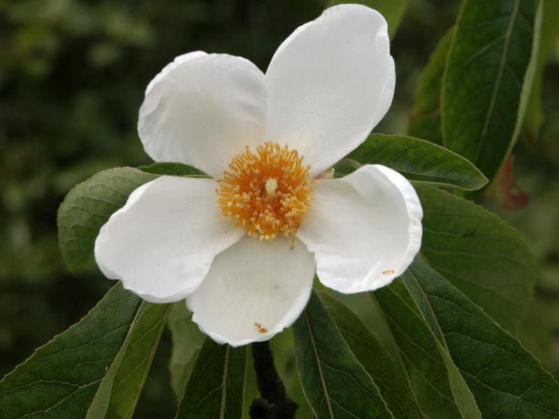 Franklinia alatamaha W.Bartram ex Marshall