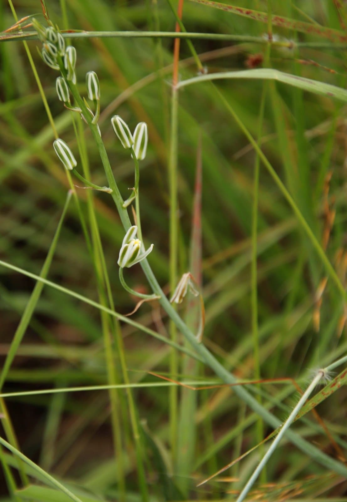 Albuca kirkii (Baker) Brenan