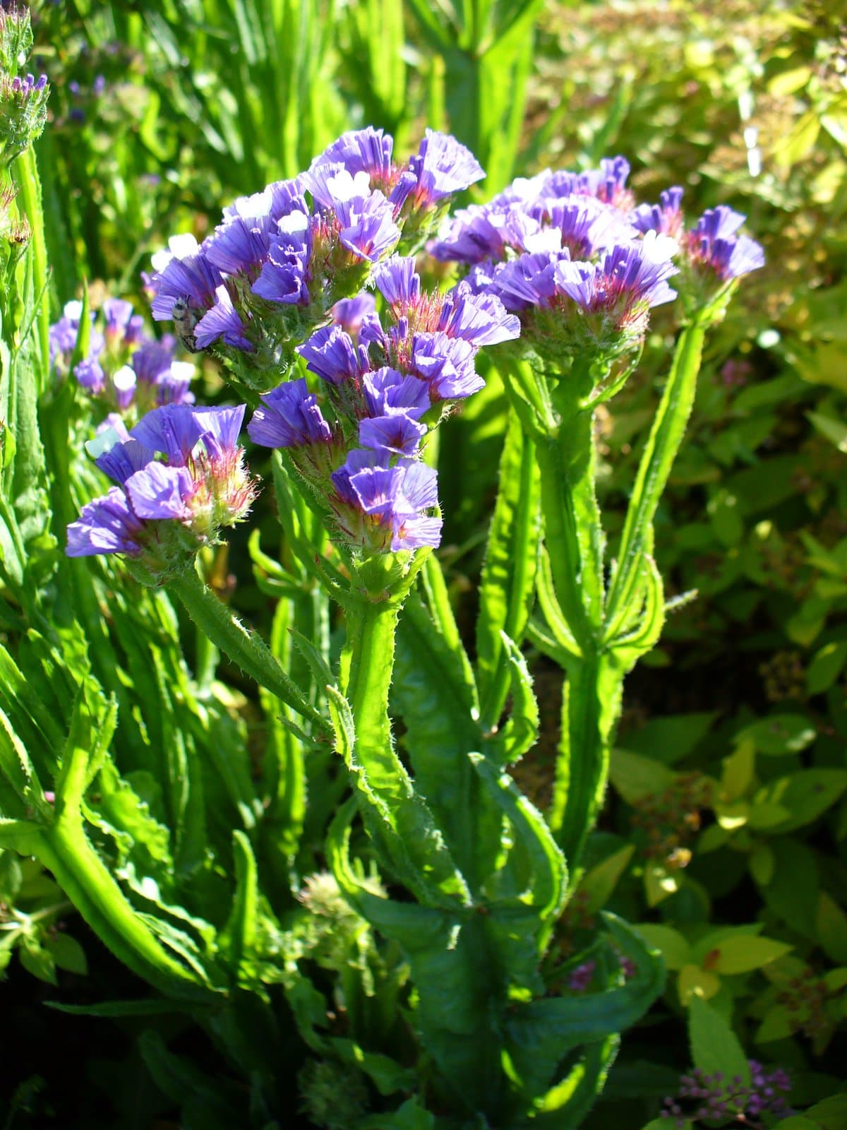 Limonium sinuatum (L.) Mill.