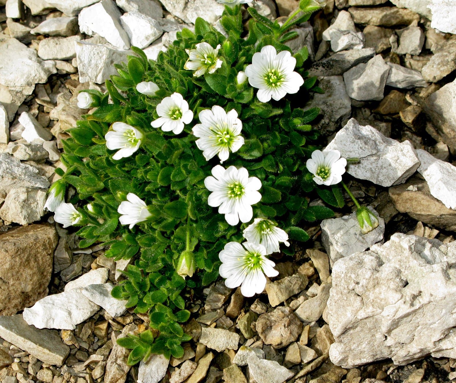 Cerastium latifolium L.