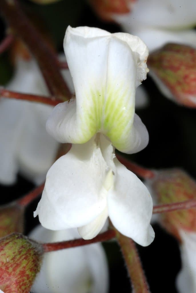 Robinia pseudoacacia L.