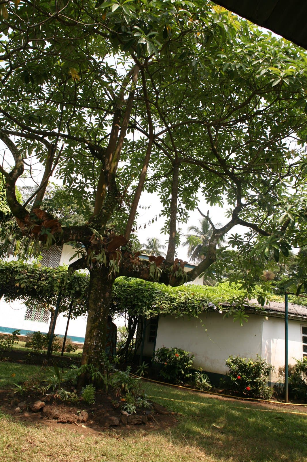 Alstonia congensis Engl.