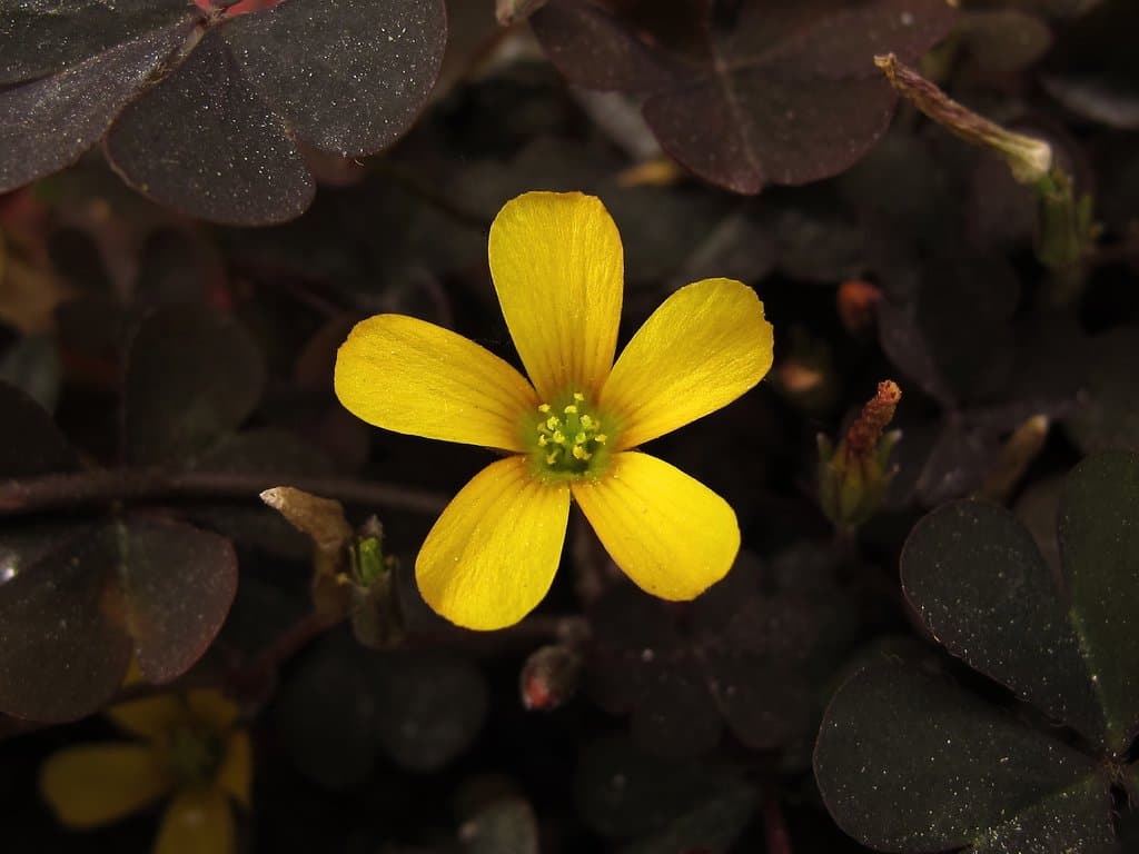 Oxalis corniculata L.