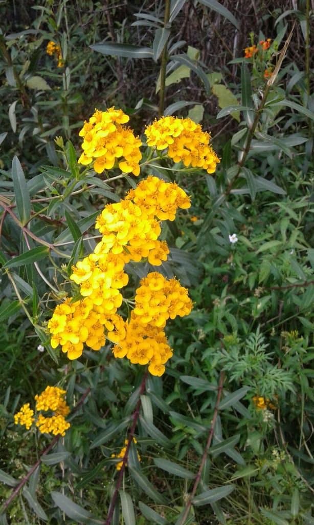 Tagetes lucida Cav.