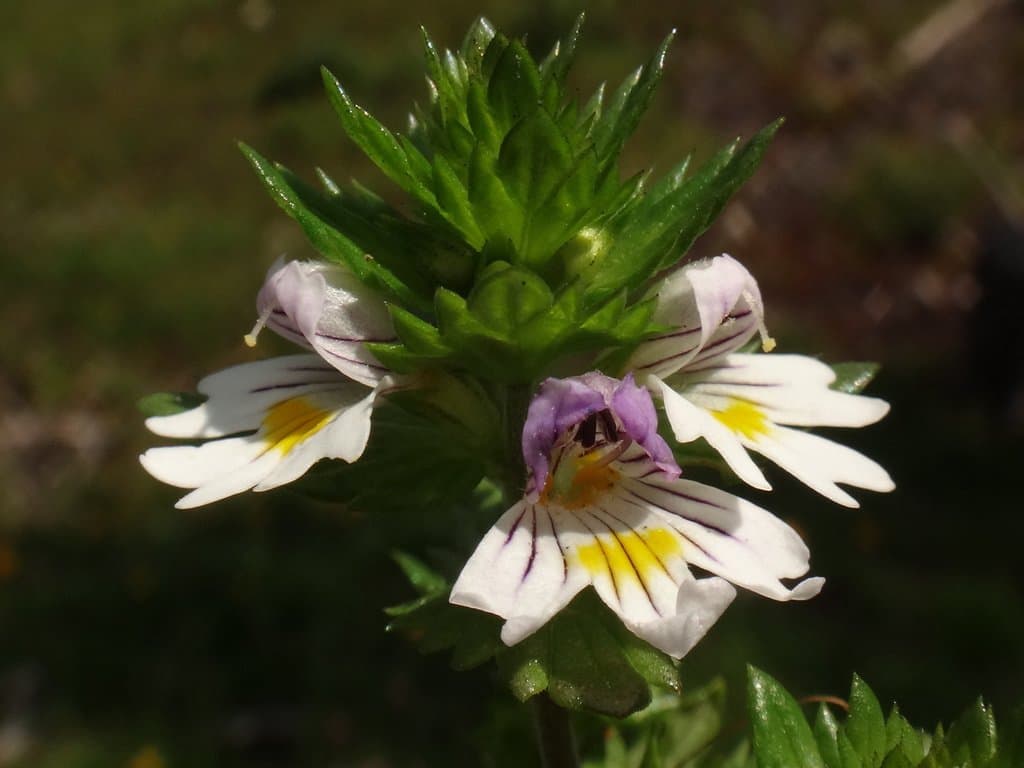 Euphrasia picta Wimm.