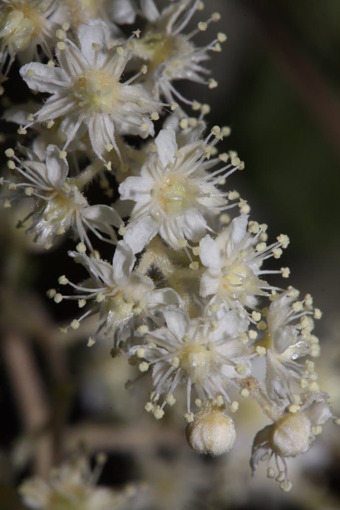 Holodiscus discolor (Pursh) Maxim.