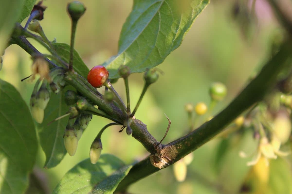 Brachistus stramonifolius (Kunth) Miers