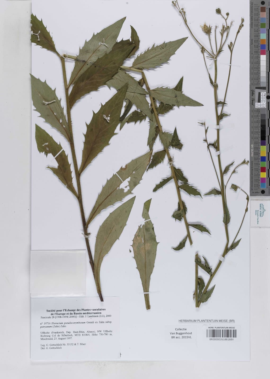 Hieracium pseudocorymbosum Gremli