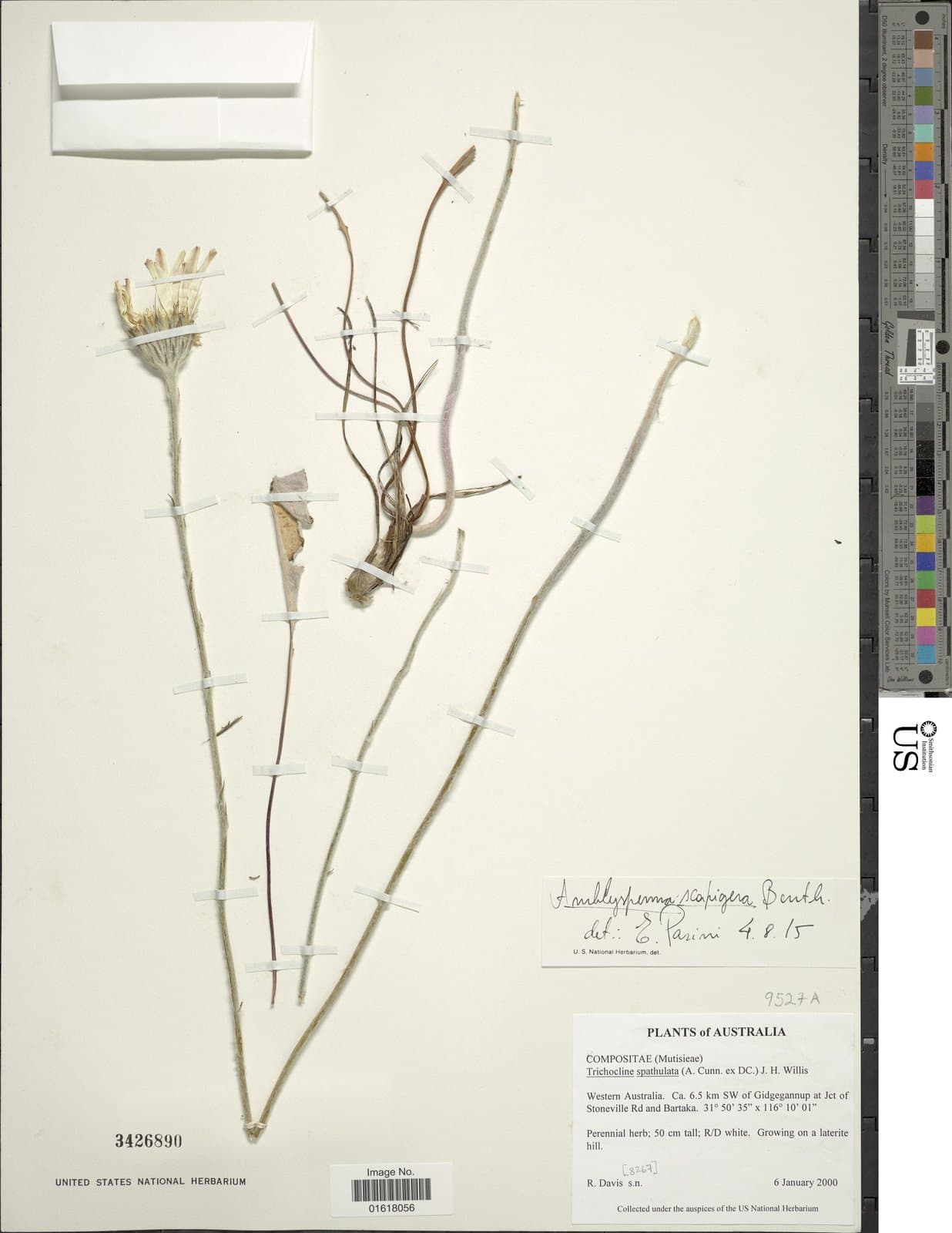 Amblysperma spathulata (A.Cunn. ex DC.) D.J.N.Hind
