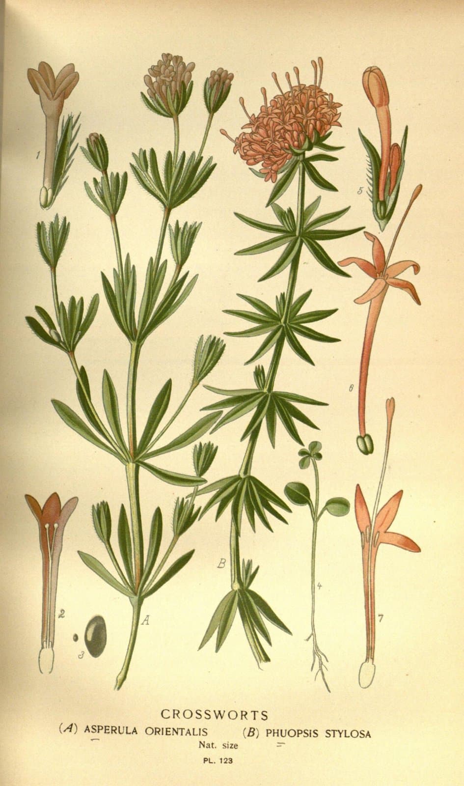 Asperula orientalis Boiss. & Hohen.