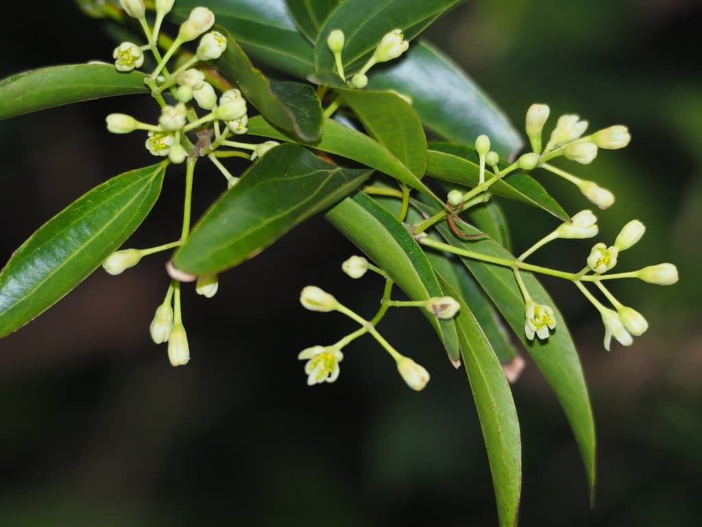 Cinnamomum burmanni (Nees & T.Nees) Blume