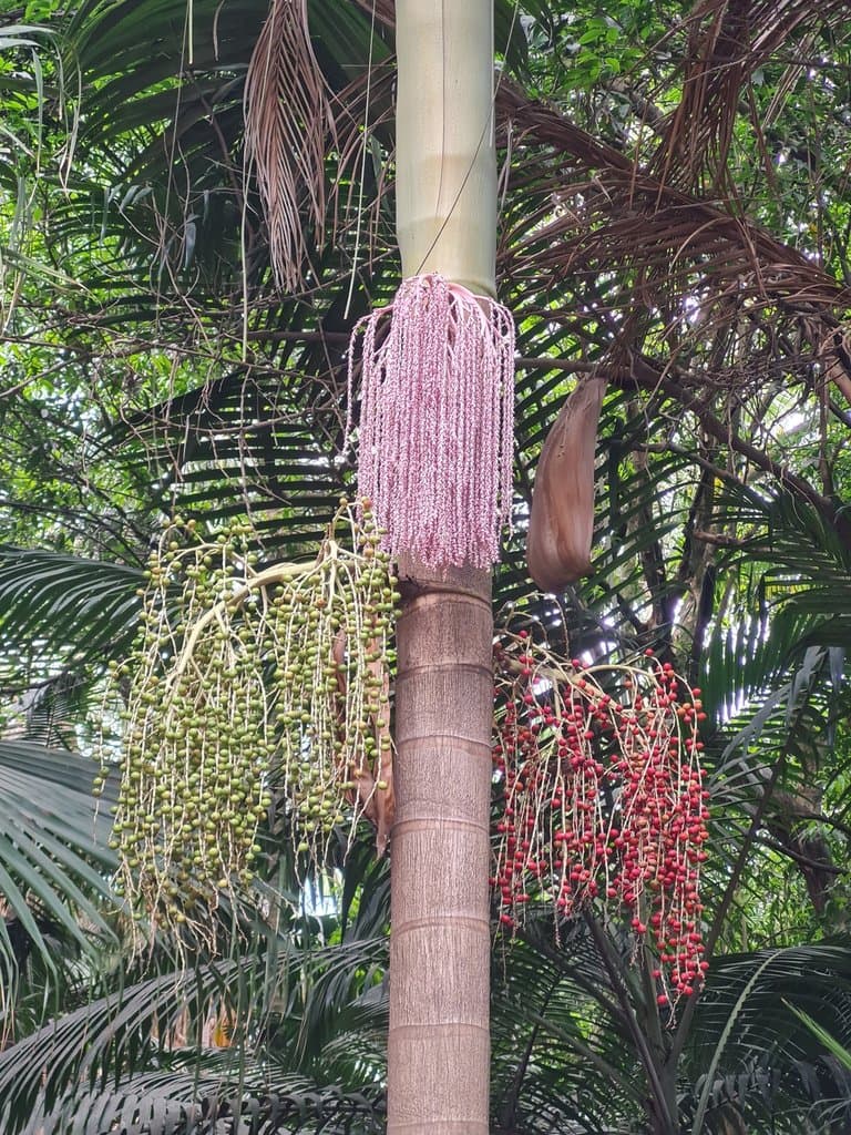 Archontophoenix cunninghamiana (H.Wendl.) H.Wendl. & Drude