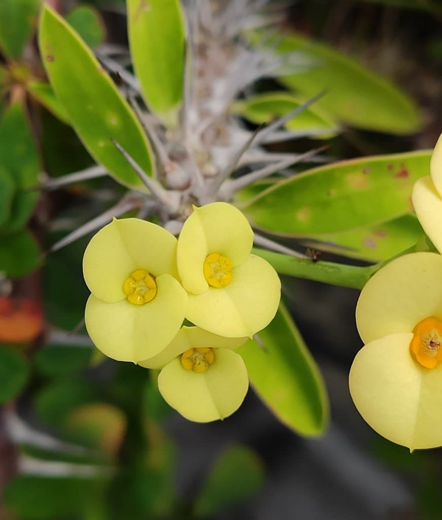 Euphorbia milii Des Moul.