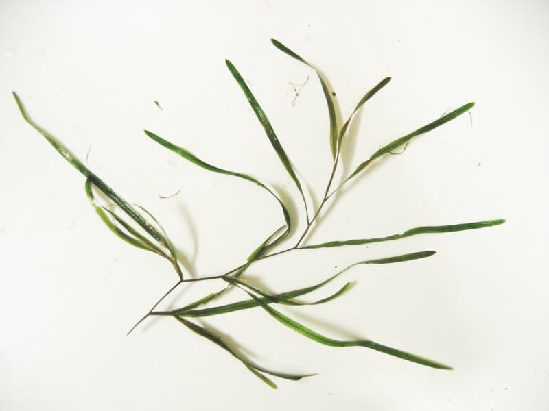 Potamogeton compressus L.