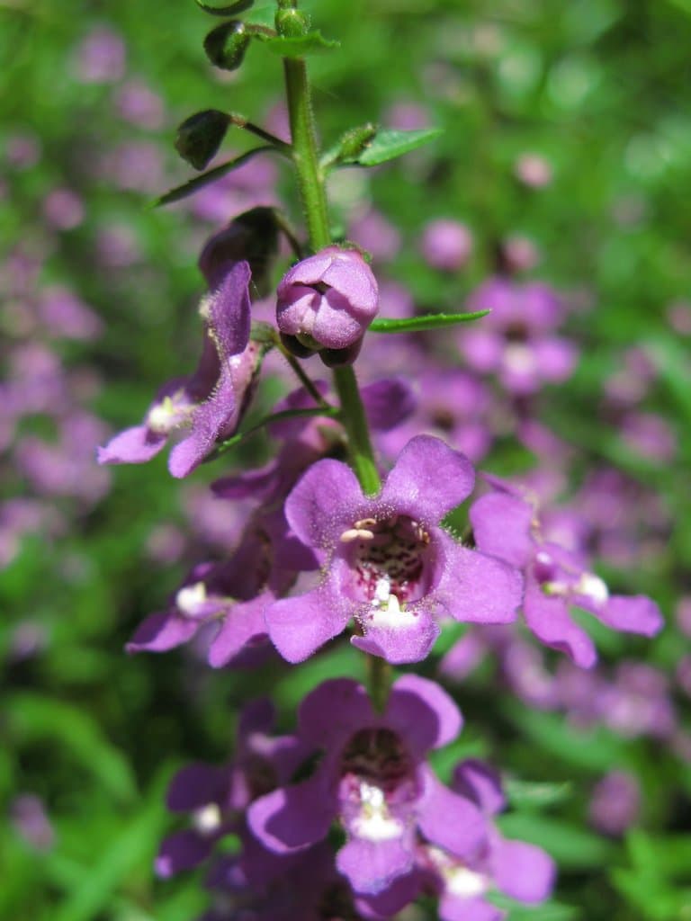 Angelonia salicariifolia Bonpl.
