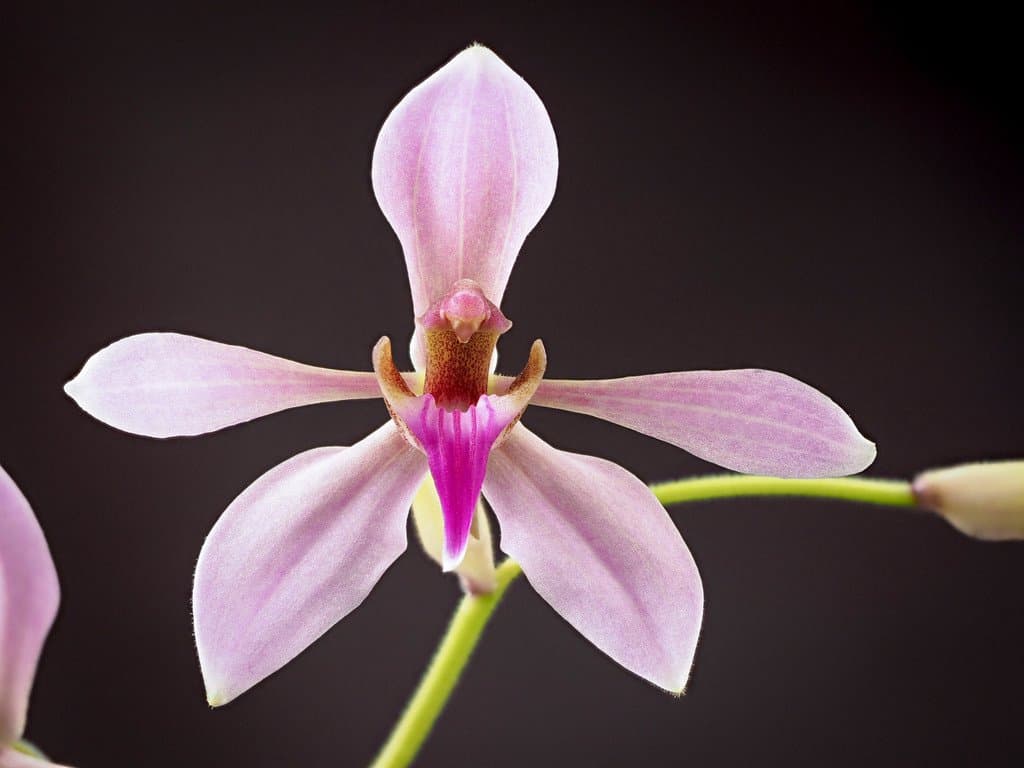 Ancistrochilus rothschildianus O'Brien