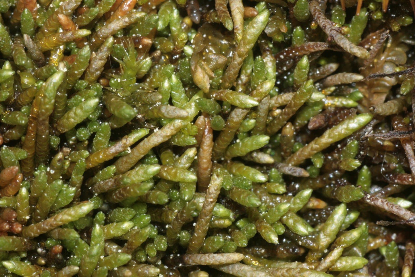 Myurella julacea (Schwägr.) Schimp.