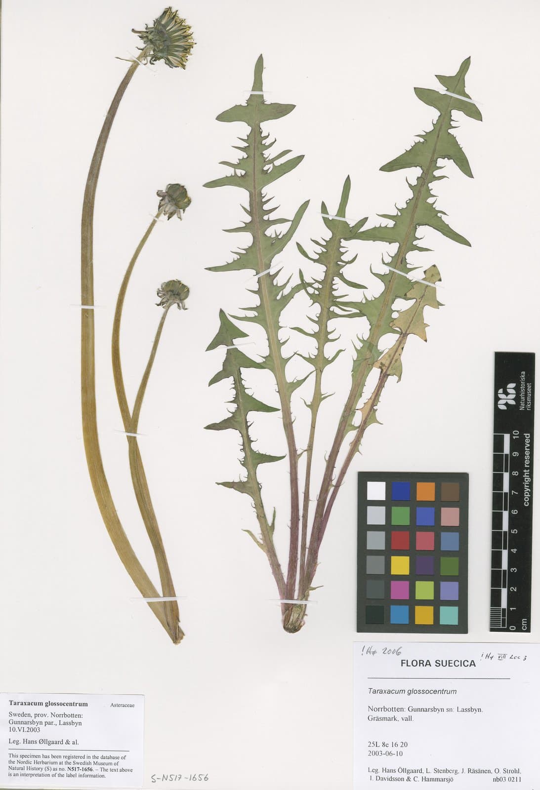 Taraxacum glossocentrum Dahlst.