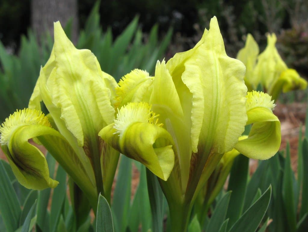 Iris pumila L.