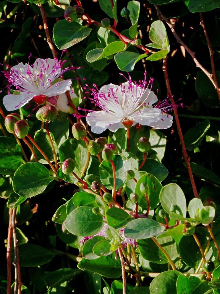 Capparis spinosa L.