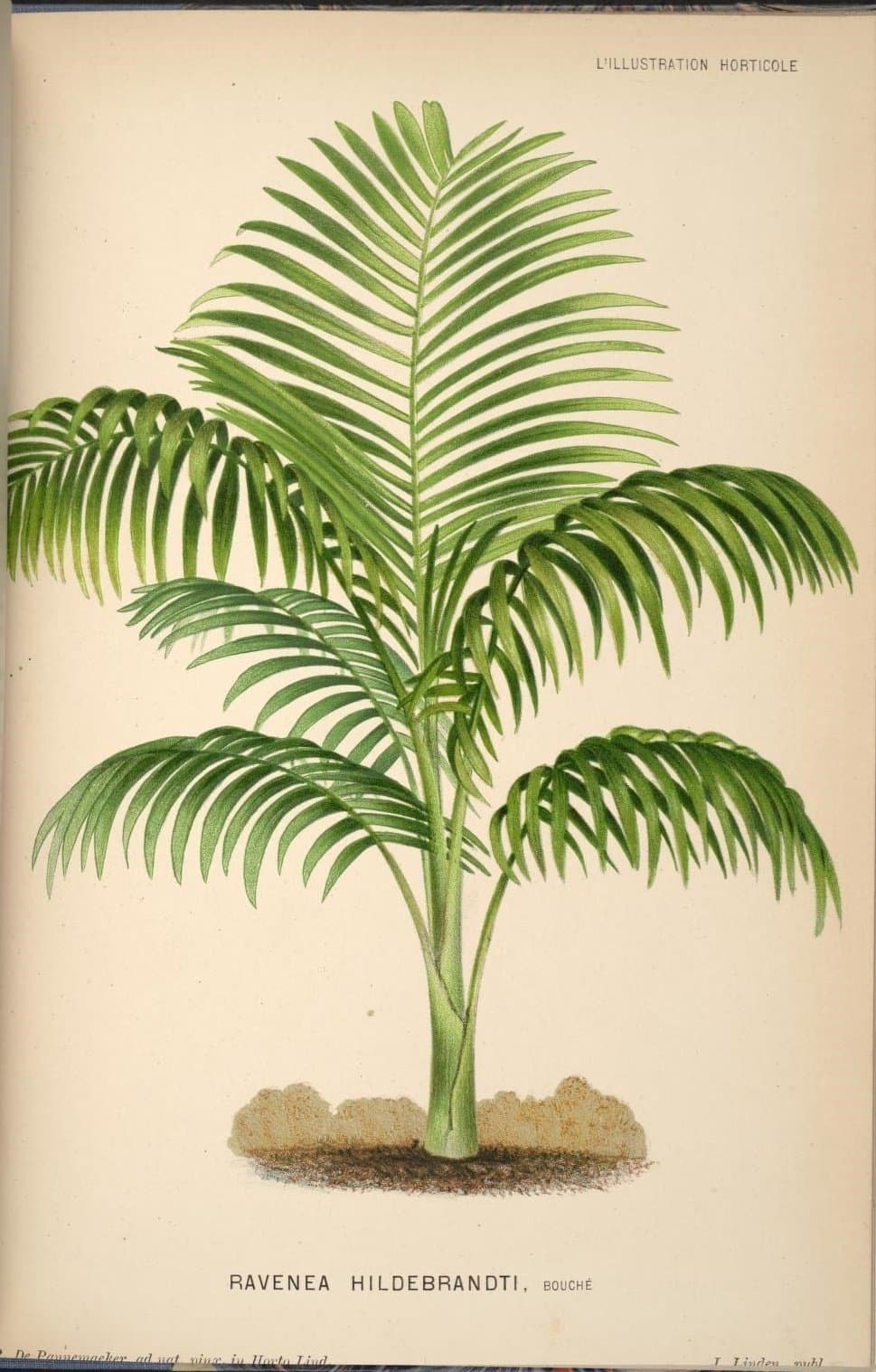 Ravenea hildebrandtii H.Wendl. ex C.D.Bouché