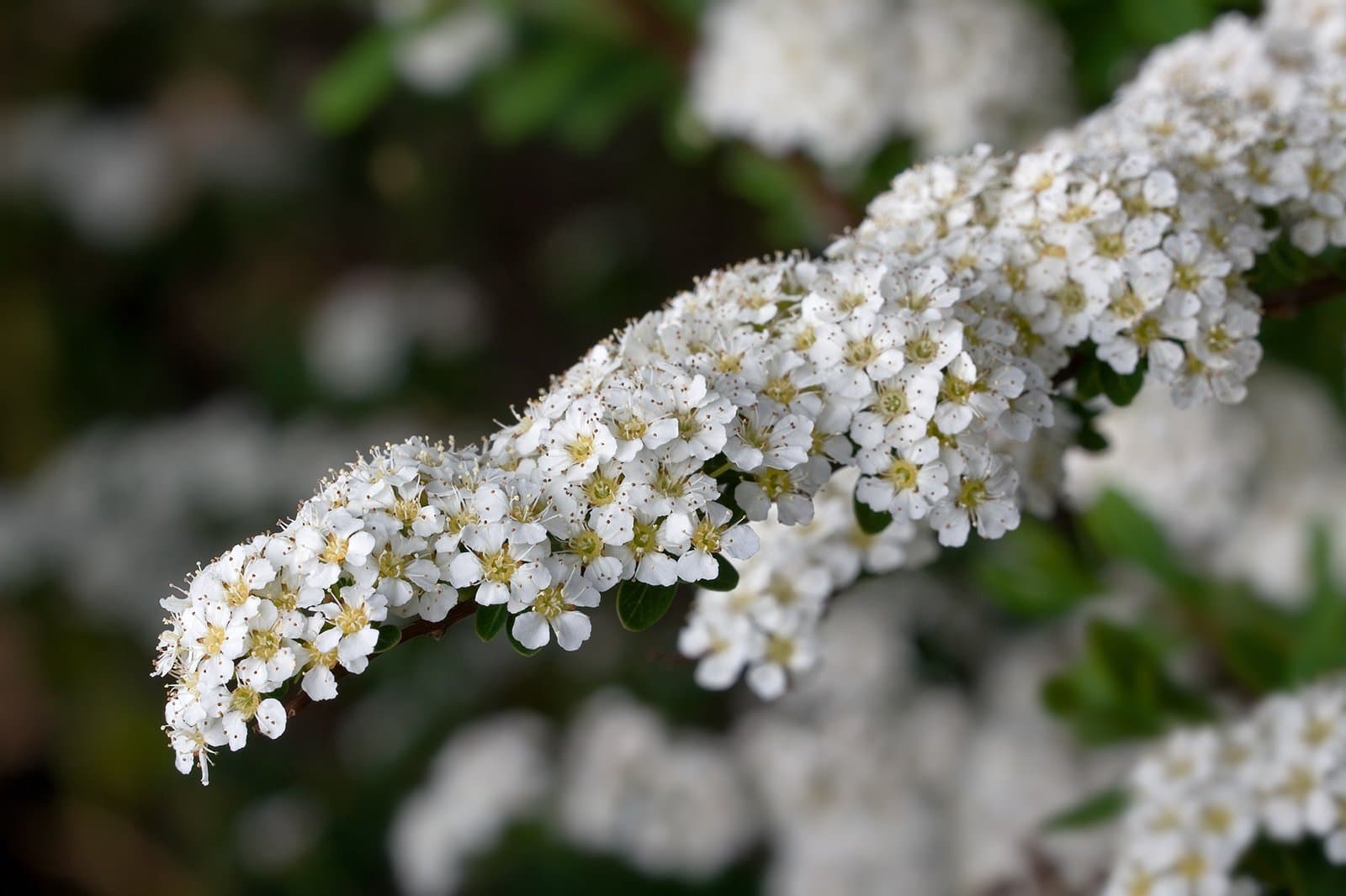 Spiraea ×arguta Zabel