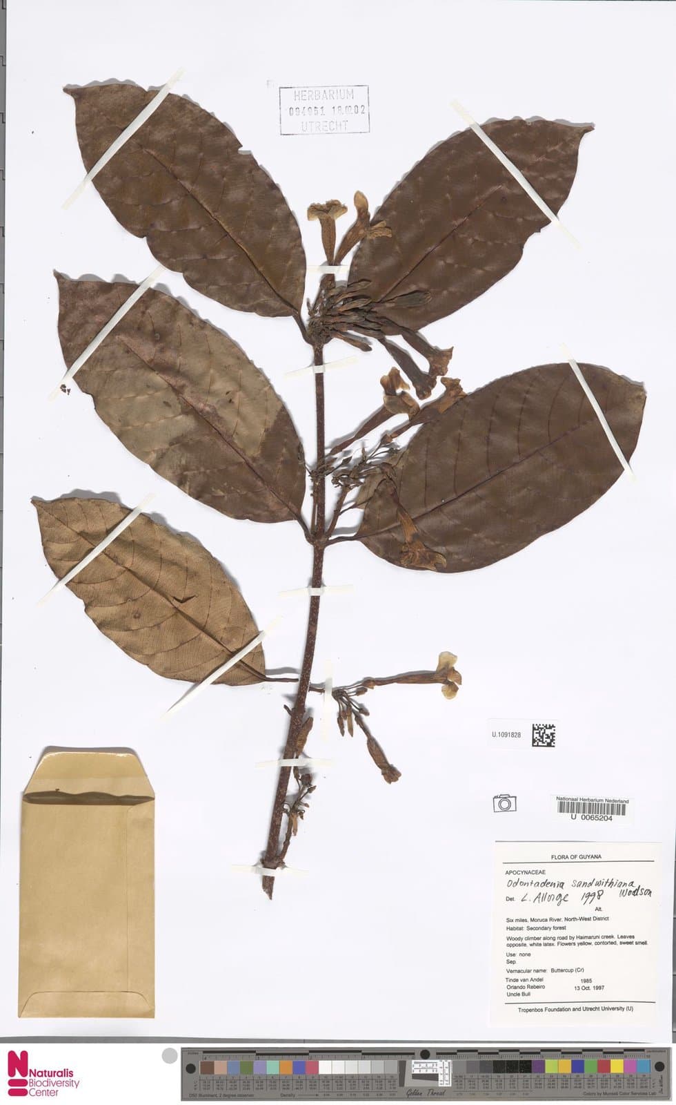 Odontadenia kochii Pilg.